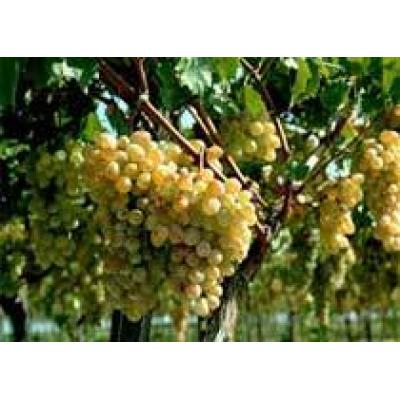 В Шампани повысили уровень допустимой урожайности винограда