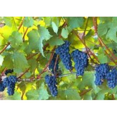Особенности выполнения вина из винограда, пораженного благородной плесенью