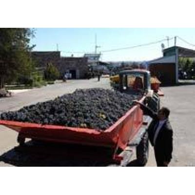 Грузия: Крупные винные компании называют виноград урожая 2010 года некачественным