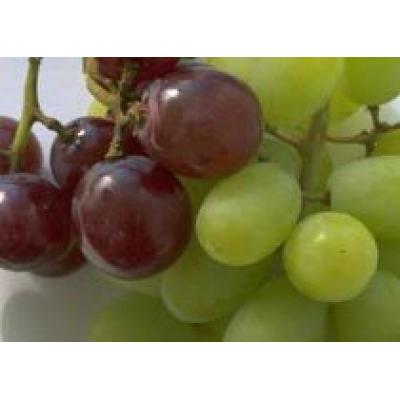 В Молдове ожидается низкий урожай винограда