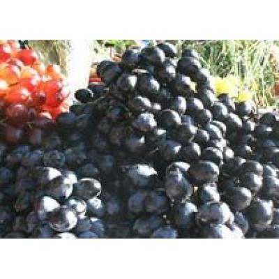 Грузия в 2010 году может остаться без чачи из-за низкого урожая винограда
