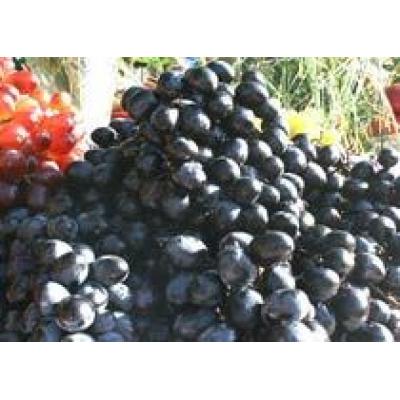 В Дагестане собрали неожиданно большой урожай винограда
