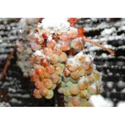 В Британской Колумбии собрали виноград для айсвайна