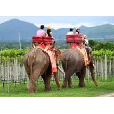 Верхом на слоне за "Тайским вином"