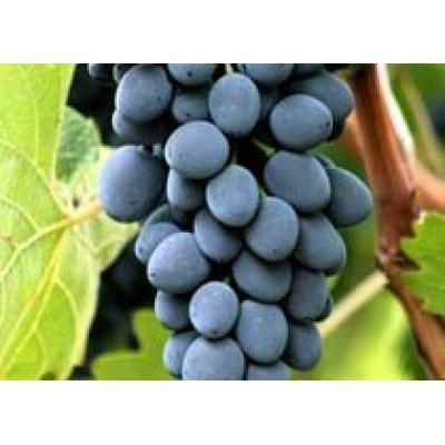 В Молдавии богатый урожай винограда