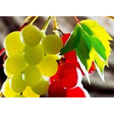 Армении не хватает винограда
