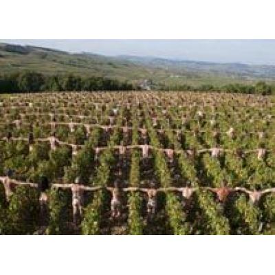 Франция: Большой урожай виноградарешит проблему спроса на шампанское в мире