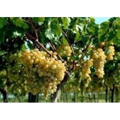 Россия в 2011 году увеличит производство винограда до 360 тыс. тонн