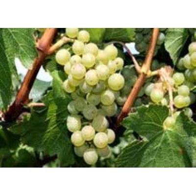 `Французский виноград` на Алтае