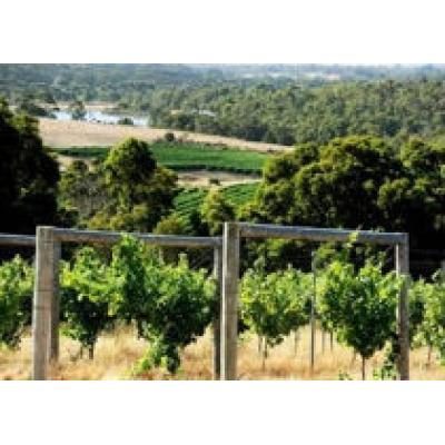 Австралия увеличит производство вина