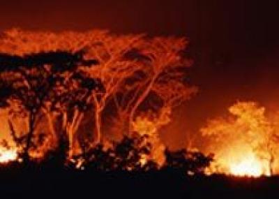 Национальный парк в Ботсване пострадал от пожара