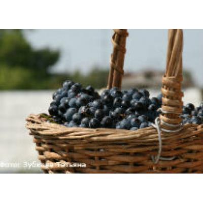 В Абхазии будут делать вино из французских сортов винограда