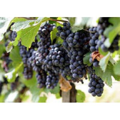 Анапа занимает второе место на Кубани по урожайности винограда в 2012 году