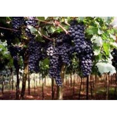 Испания: Винодельческая отрасль пример стабильности в кризисные годы