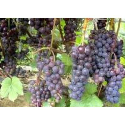 Молдавия будет содействовать Белоруссии в деле развития виноградарства