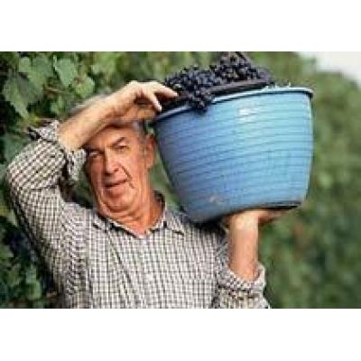 Из-за увеличения акцизов крымские виноделы вынуждены повысить цены на свои вина