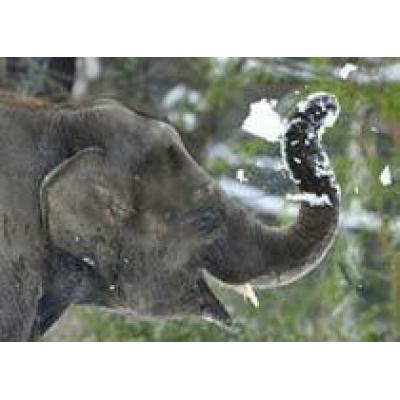 Цирковых слонов спасали водкой от сибирского мороза