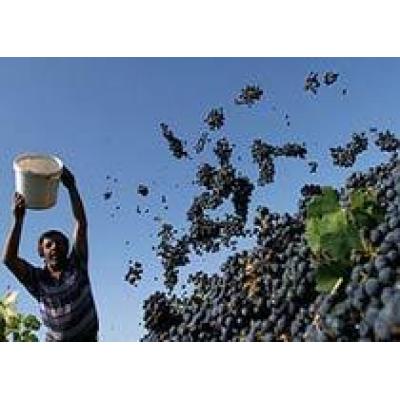 Росалкогольрегулирование намеревается ввести практику декларирования виноградного урожая
