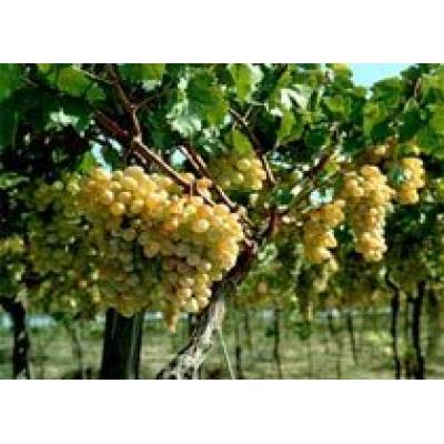 Дагестан помогает виноградарям