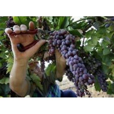 Украина: объемы производства винограда в 2012 году сократились на 12,6%
