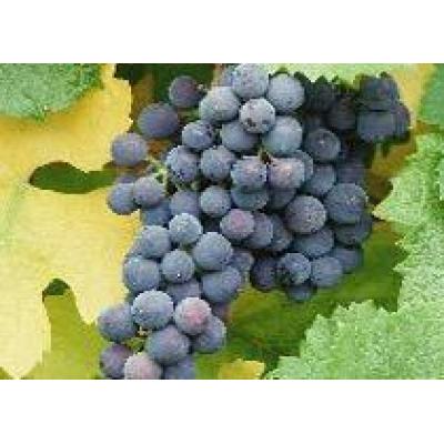 Австралийские производители винограда терпят убытки