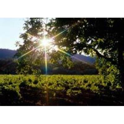 Долина Роны — регион с самым успешным позиционированием вина