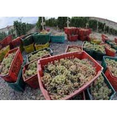 В Армении ожидается богатый виноградный урожай
