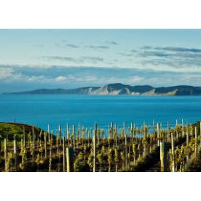 Известные новозеландские винодельни пострадали в результате масштабного землетрясения
