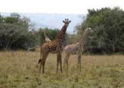 Руанда: Акагера – национальный парк дикой природы