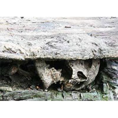 В Смоленске нашли захоронения четырехсотлетней давности