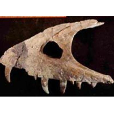 Обнаружены останки миниатюрного тираннозавра