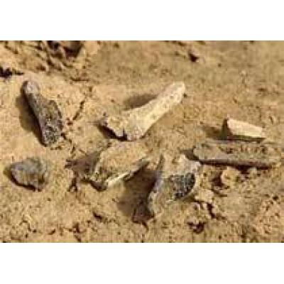 Более ста редких находок обнаружили археологи в Полоцке во время летней экспедиции 2010 года