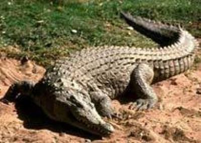 Египет: возле курорта Эль-Хамам поселился крокодил