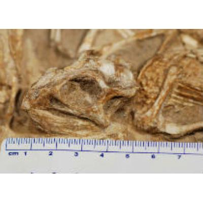 Палеонтологи нашли окаменелое гнездо