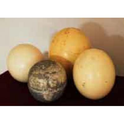 Найден самый старый глобус из яиц страуса