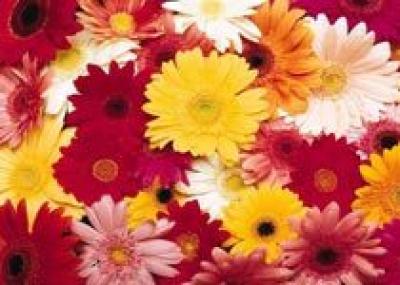В Самаре состоится фестиваль цветов