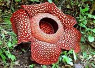 Выяснено происхождение самого большого цветка Раффлезия (Rafflesia)