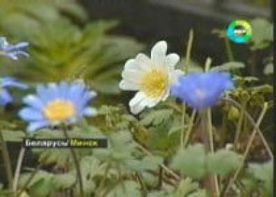 В Беларуси перенимают опыт голландских цветоводов