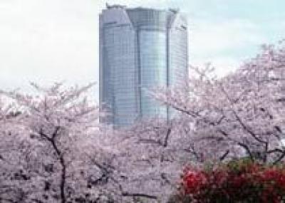 Жаркая зима сбила режим цветения символа Японии