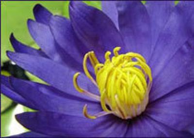 Цветок-`индиго` выведен в Великобритании