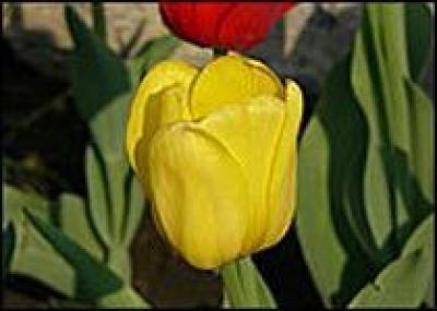 В этом году Барнаул будут украшать 120 тыс. тюльпанов