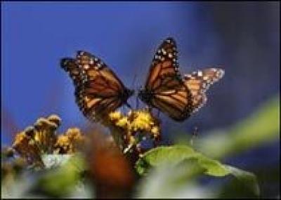 Садовых гномов заменят живые бабочки