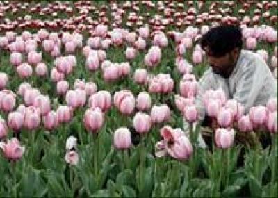 Тысячи тюльпанов распускаются в Шринагаре