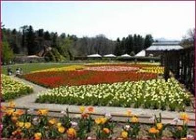 В Билтморе открывается цветочный фестиваль