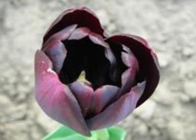 Где растут самые прекрасные тюльпаны?