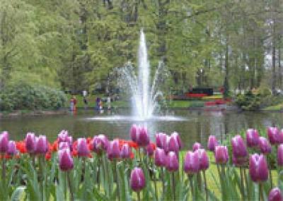 Голландские тюльпаны опоздали на 500 лет