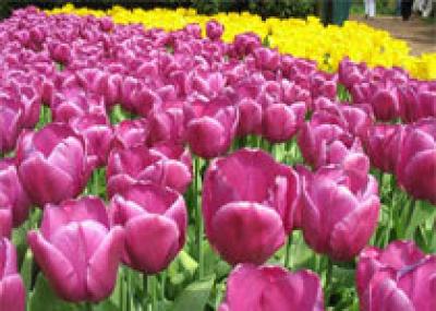 На Украине расцвело крупнейшее в мире поле тюльпанов