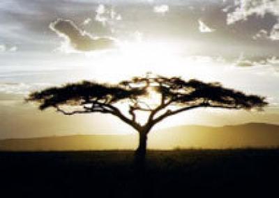 В Эфиопии найдено ранее неизвестное науке дерево