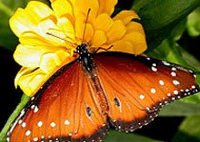 Выставка тропических бабочек пройдет в Одессе