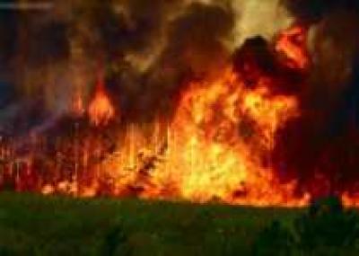 В Приморье лесной пожар погубил сотни редких видов растений